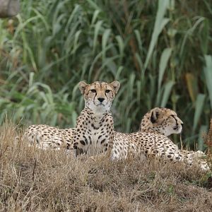 Northeast African cheetah (Acinonyx jubatus soemmeringii)
