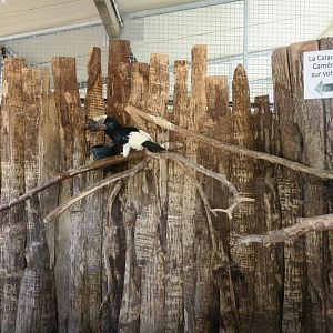 Africa - black-and-white-casqued hornbill