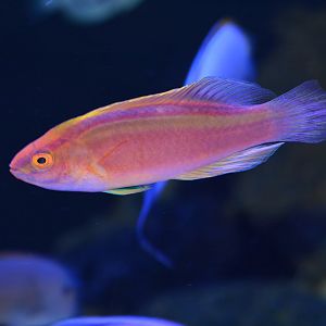 Rose-band fairy wrasse (Cirrhilabrus roseafascia)
