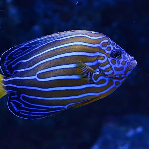 Blue-striped angelfish (Chaetodontoplus septentrionalis)