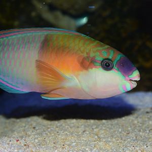 Bower's parrotfish (Chlorurus bowersi)
