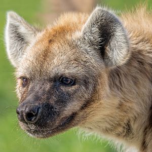 Spotted Hyena / Wolds Wildlife Park / 6-10-22