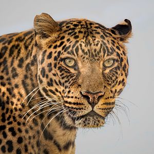 Mogli - Indian Leopard / Wolds Wildlife Park / 6-10-22