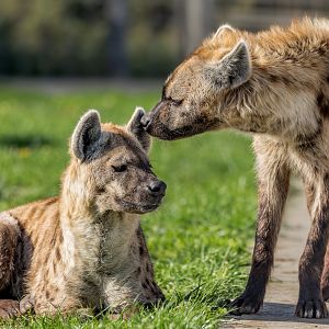 Spotted Hyenas / Wolds Wildlife Park / 6-10-22