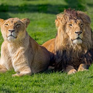 Sarah and Benjamin - African Lion / Wolds Wildlife Park / 6-10-22