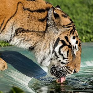 Bengal Tiger / Wolds Wildlife Park / 6-10-22