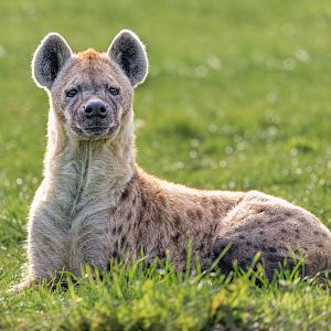 Spotten Hyena / Wolds Wildlife Park / 6-10-22