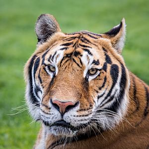 Bengal Tiger / Wolds Wildlife Park / 6-10-22