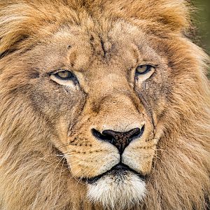 African Lion / Wolds Wildlife Park / 6-10-22