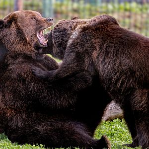 European Brown Bears / Wolds Wildlife Park / 6-10-22