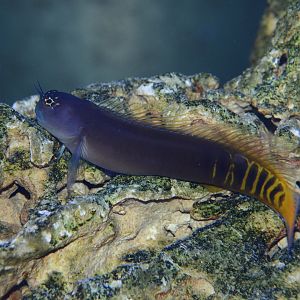 Gulf blenny (Ecsenius pulcher)