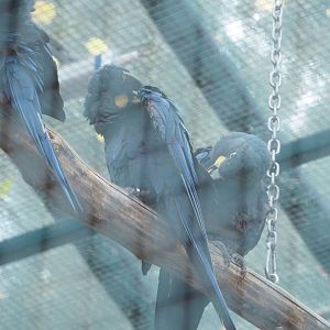 Lear's macaws (Anodorhynchus leari), 2022-09-14