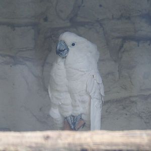 Umbrella cockatoo (Cacatua alba), 2022-09-15