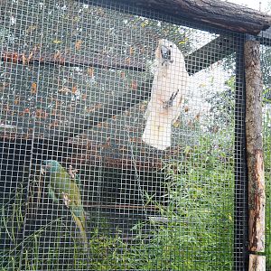Blue-headed macaw (Primolius couloni) and Moluccan cockatoo (Cacatua moluccensis), 2022-09-14