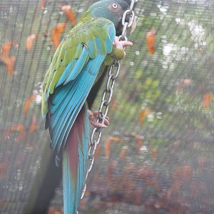 Blue-headed macaw (Primolius couloni), 2022-09-14