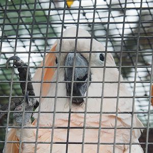 Moluccan cockatoo (Cacatua moluccensis), 2022-09-14