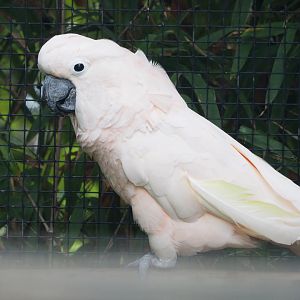 Moluccan cockatoo (Cacatua moluccensis), 2022-09-15