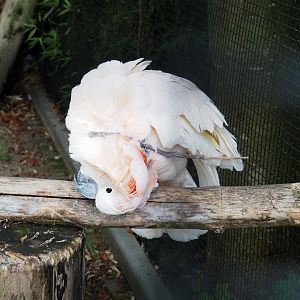 Moluccan cockatoo (Cacatua moluccensis) scratching itself with a stick, 2022-09-15