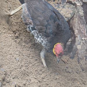 Australian brush-turkey (Alectura lathami), 2022-09-14