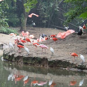 Different bird species in the Cathedral aviary, 2022-09-15