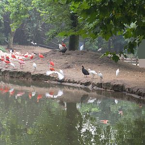 Different bird species in the Cathedral aviary, 2022-09-15