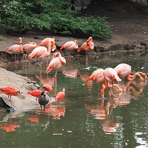 American flamingos (Phoenicopterus ruber), Scarlet ibises (Eudocimus ruber) and Nēnē (Branta sandvicensis), 2022-09-15
