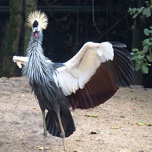East African grey crowned crane (Balearica regulorum gibbericeps), 2022-09-15
