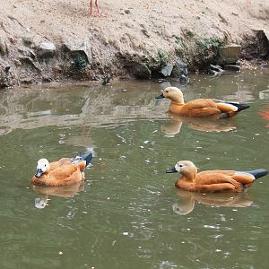 Ruddy shelduck (Tadorna ferruginea), 2022-09-15