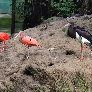 Scarlet ibises  (Eudocimus ruber) and Abdim's stork (Ciconia abdimii), 2022-09-15