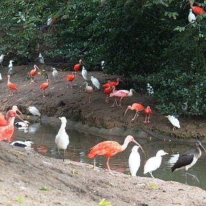 Different bird species in the Cathedral aviary, 2022-09-15