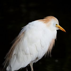 Western cattle egret (Bubulcus ibis), 2022-09-15