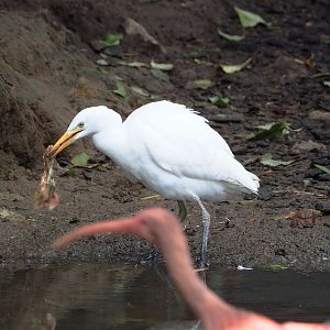 Western cattle egret (Bubulcus ibis) with food, 2022-09-15