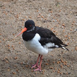 Eurasian Oystercatcher (Haematopus ostralegus), 2022-09-15