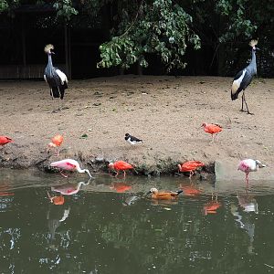 Different bird species in the Cathedral aviary, 2022-09-15