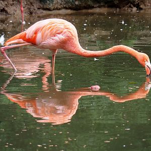 American flamingo (Phoenicopterus ruber), 2022-09-15