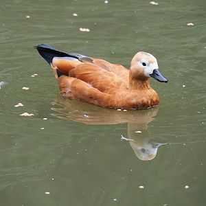 Ruddy shelduck (Tadorna ferruginea), 2022-09-15
