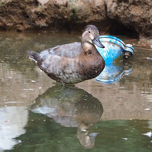 Female Common pochard (Aythya ferina), 2022-09-15