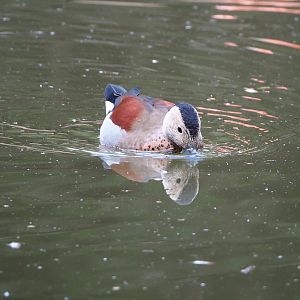 Ringed teal (Callonetta leucophrys), 2022-09-15