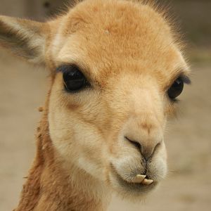 Vicuña - Parque Zoológico Huachipa