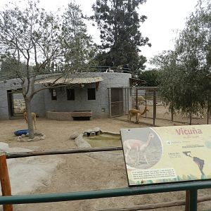 Vicuña exhibit - Parque Zoológico Huachipa
