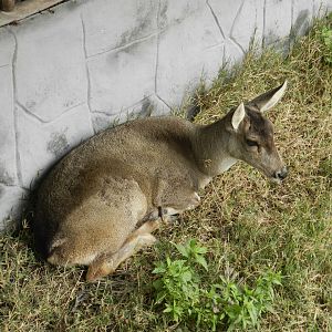 Taruca - Parque Zoológico Huachipa