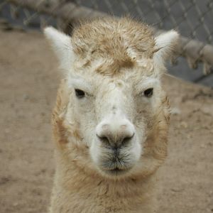 Llama - Parque Zoológico Huachipa