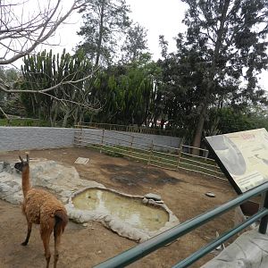 Llama exhibit - Parque Zoológico Huachipa