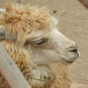 Alpaca - Parque Zoológico Huachipa