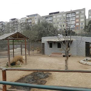 Alpaca exhibit - Parque Zoológico Huachipa