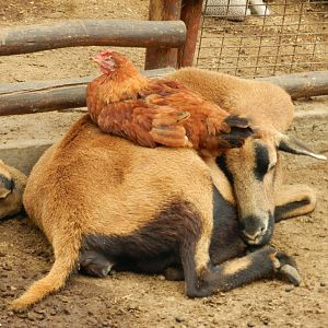 Petting zoo - Parque Zoológico Huachipa