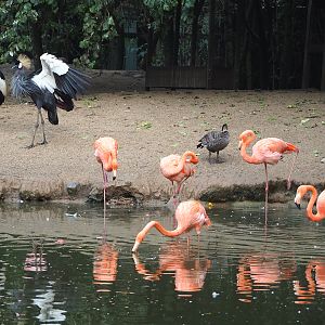 Different bird species in the Cathedral aviary, 2022-09-15