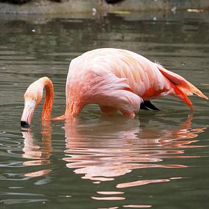 American flamingo (Phoenicopterus ruber), 2022-09-15