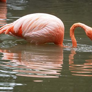 American flamingo (Phoenicopterus ruber), 2022-09-15
