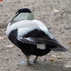 European eider (Somateria mollissima mollissima), 2022-09-15